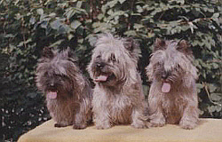 unser erstes Cairn Terrier Trio